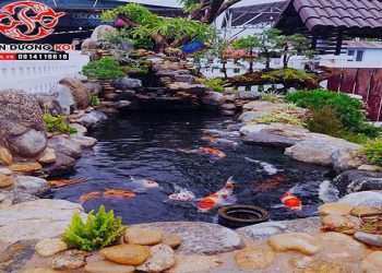 Những Mẹo Cần Biết Khi Thiết Kế Hồ Cá Koi Ngoài Trời