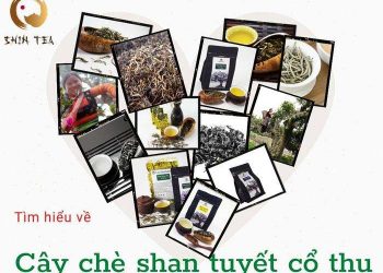 Trà Shan Tuyết – Hương Vị Của Núi Rừng Tây Bắc