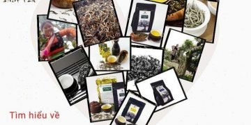 Trà Shan Tuyết – Hương Vị Của Núi Rừng Tây Bắc