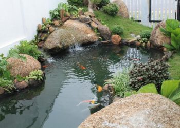 Hút mặt hồ koi