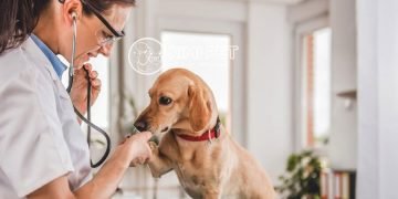 BẬT MÍ】 #2 Cách trị viêm da ở chó triệt để, an toàn