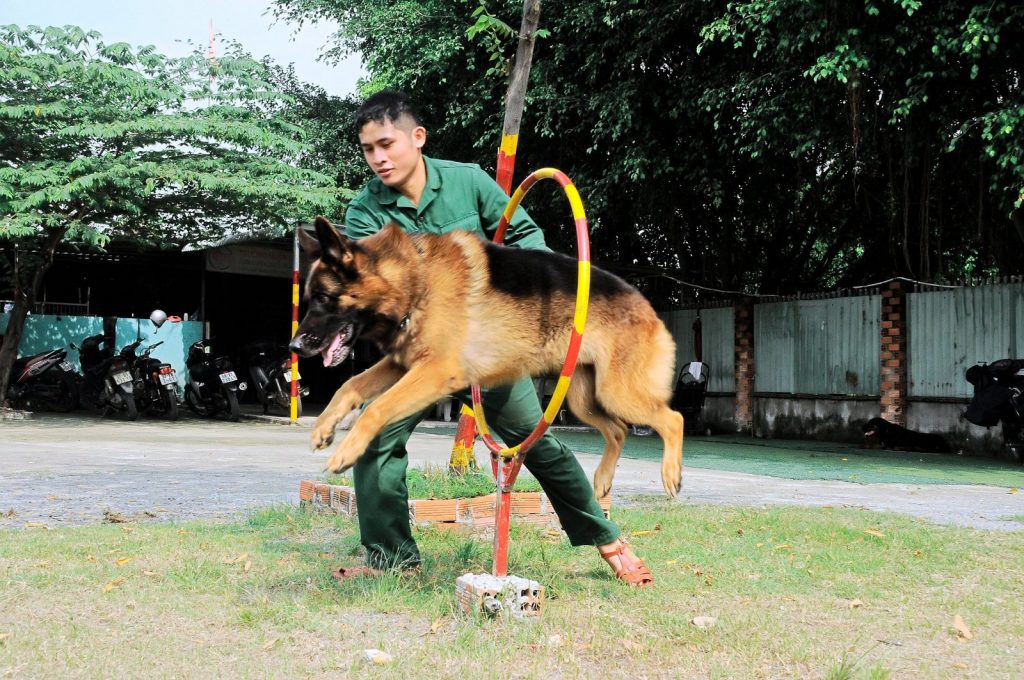 Huấn Luyện Chó Thành Tài