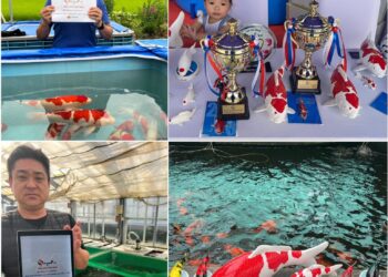 địa chỉ bán cá koi tphcm
