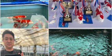 địa chỉ bán cá koi tphcm