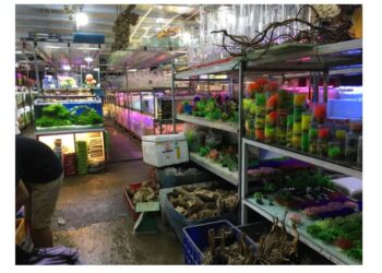 cửa hàng thủy sinh tphcm